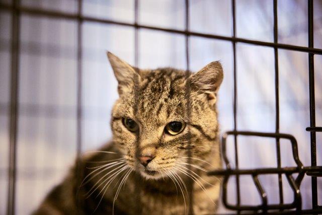 Balutschi, 4 Jahre - Ein verlorener Blick, eine wartende Seele.  Er startet so wie jeder Neuzugang mal in der Quarantänestation. 