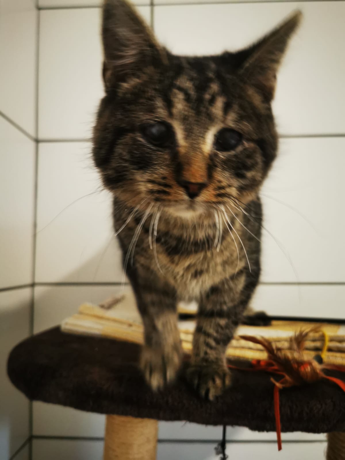 TIMO ist blind. Er sucht gemeinsam mit Schwesterchen THEA Menschen, diese beide liebhaben