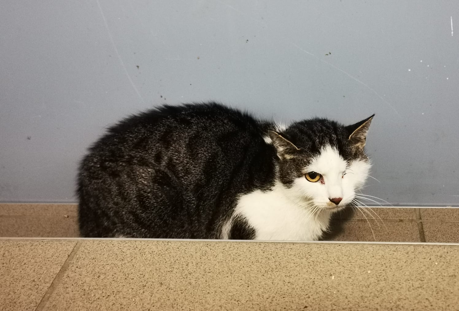 SOPHIE unser einäugiges, scheues Mädchen sucht ganz dringend ihren Rettungsengel! 