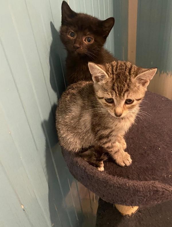 Luis und Lia - zwei besondere Sterne in unserem TierkinderZimmer