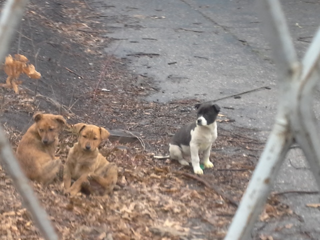 Eine kleine verlorene Hundekinderfamilie bei deren Rettung, ein Kleeblatt für dieses wir so lange um Hilfe baten.....