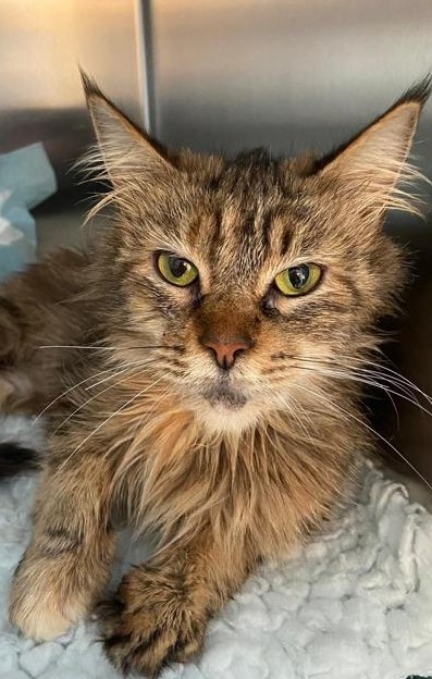 HERZENSKATZE FRANZISKA - Ihre Lebensuhr läuft! Jeder Tag im Tierheim ein verlorener in ihrem verkürztem Leben! 