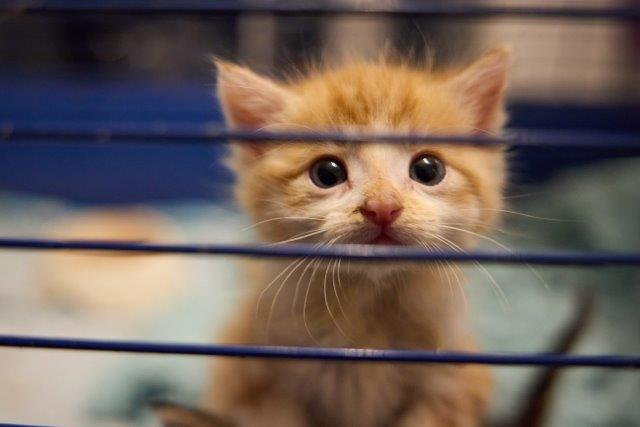 Der kleine Winzling GARFIELD - der kleine Held von der Seuchenstation