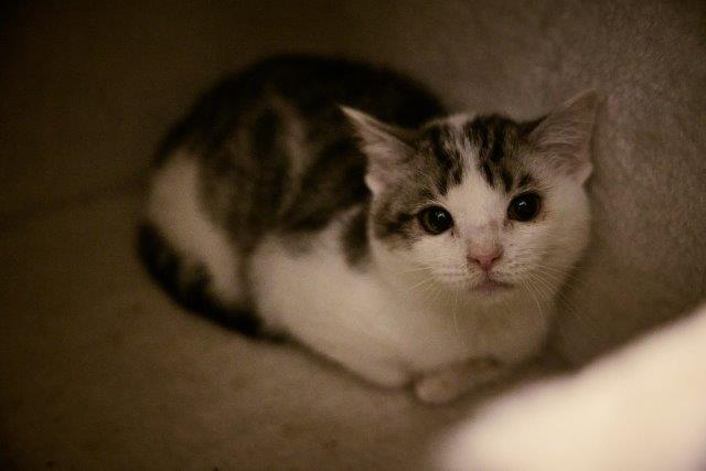 Timo - „Adoptiere mich! Ich bringe Flausch, Chaos und Liebe mit.“