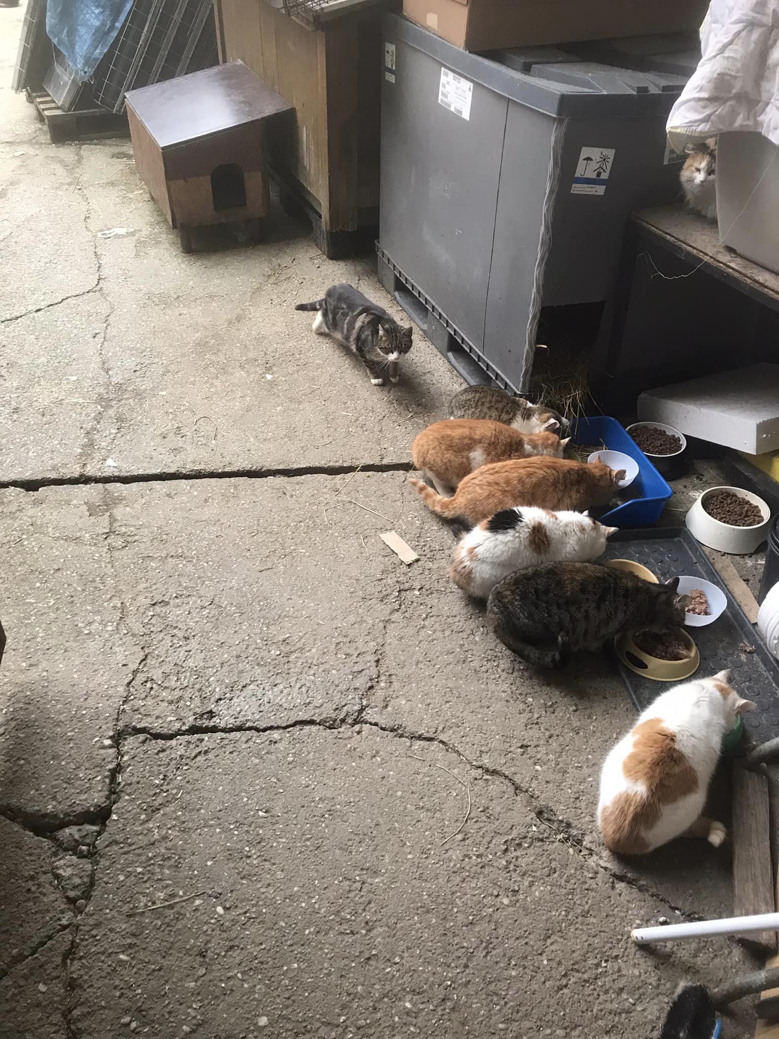 Ohne Druck und ohne Stress dürfen wir nun hier am Hof leben.