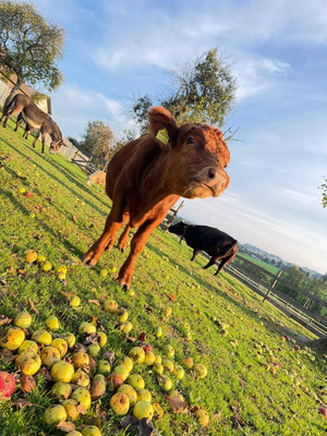 dürfen wir vorstellen - der fesche Kerl ist BERTI! 