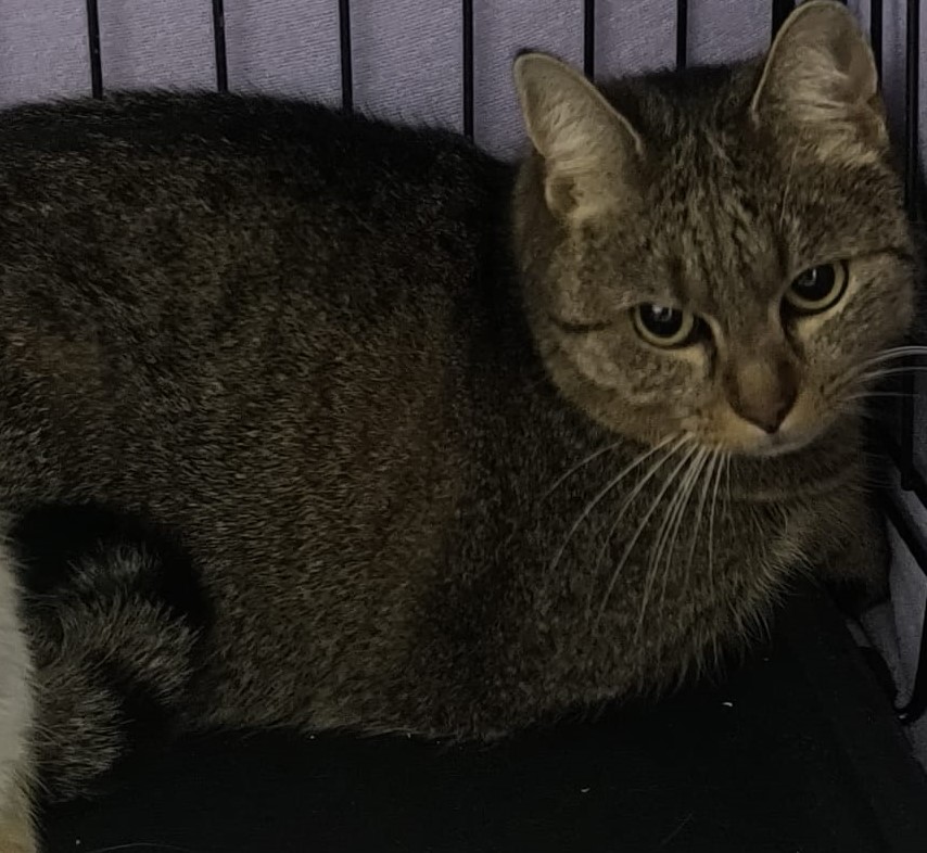 Pipa, 6 Jahre - sucht herzensgute Menschen, die sie nochmals lieb haben! 