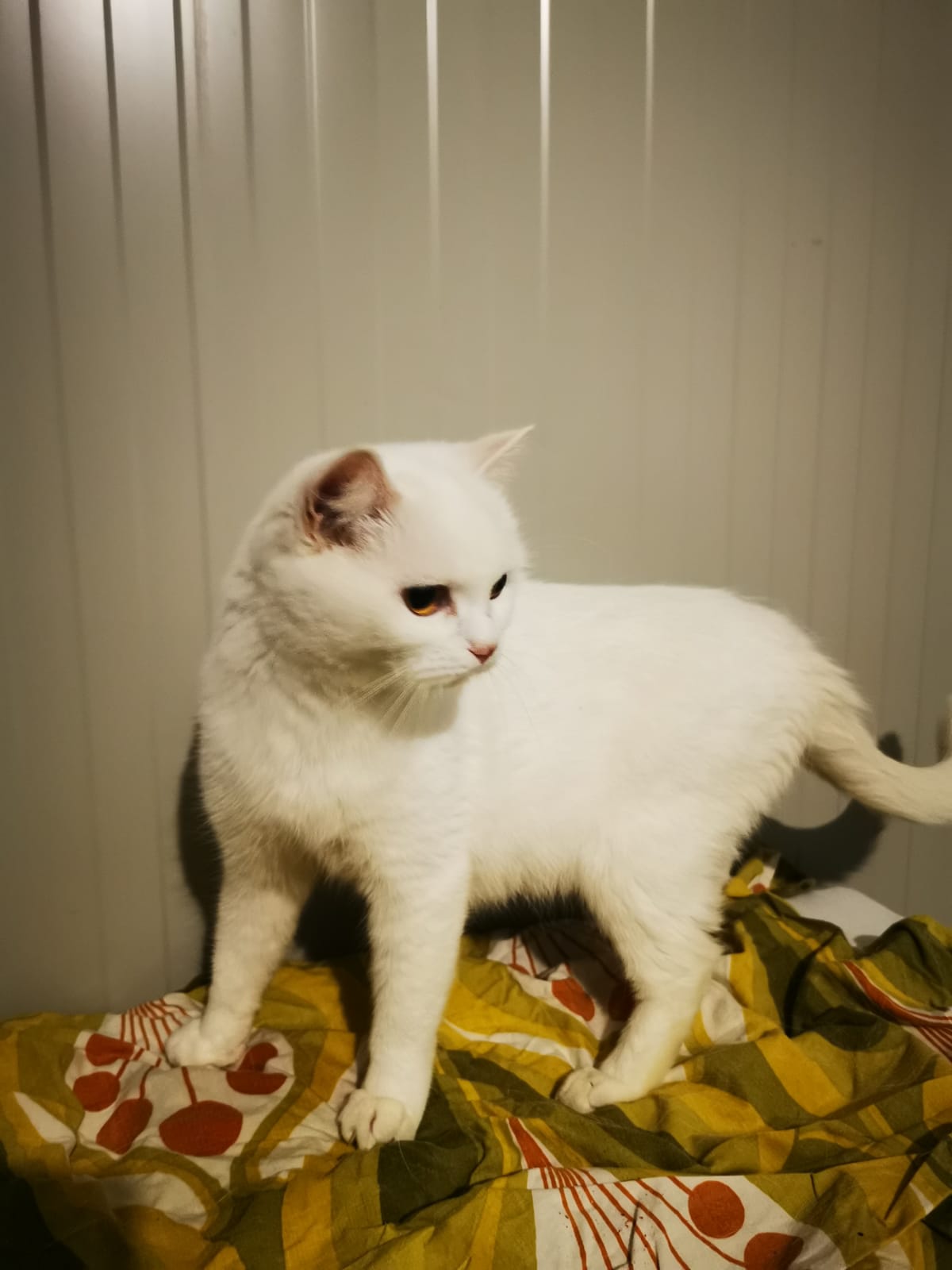 MARESI ist taub - Endstation STILLE 