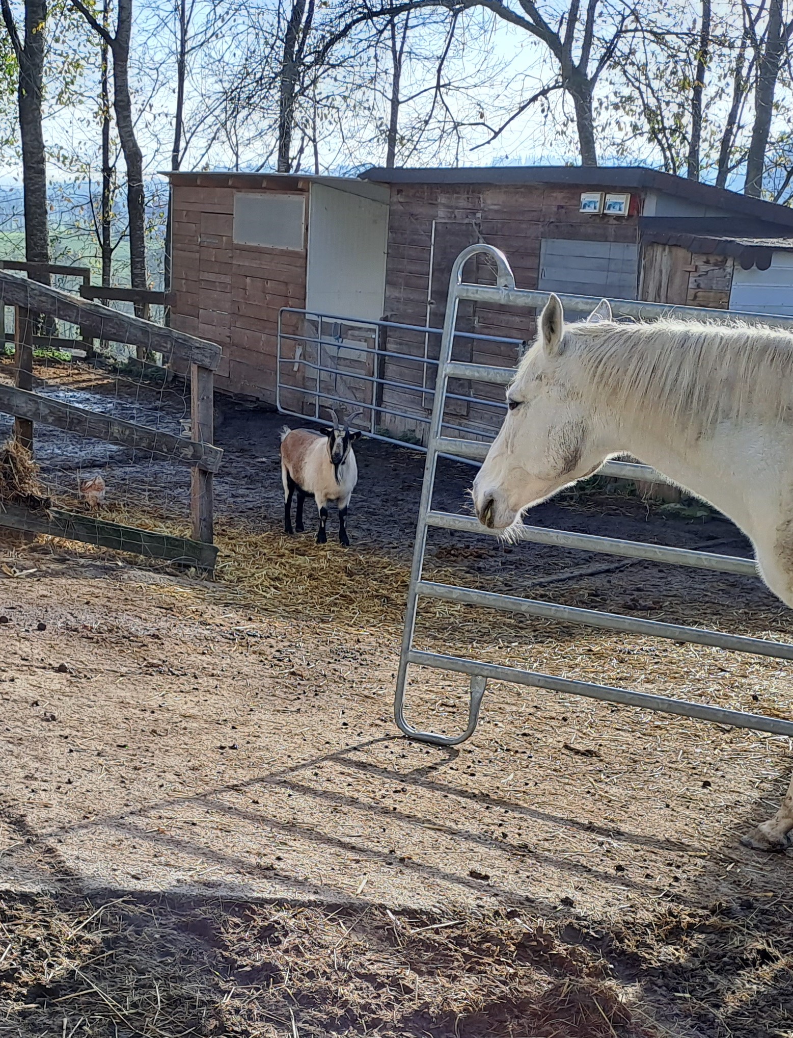 Es wäre einfach himmlisch, wenn man mich zu Weihnachten nicht vergessen würde, bis dahin mache ich mal eine kleine, schöpferische Pause. Bis auf hoffentlich bald - deine Eila