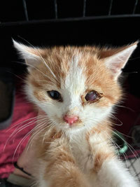 Pumkin, stellvertretend für unsere ZwergenHandicats. Mittlerweile operiert, sucht er nun als einäugier Herzensbrecher seine FAMILIE