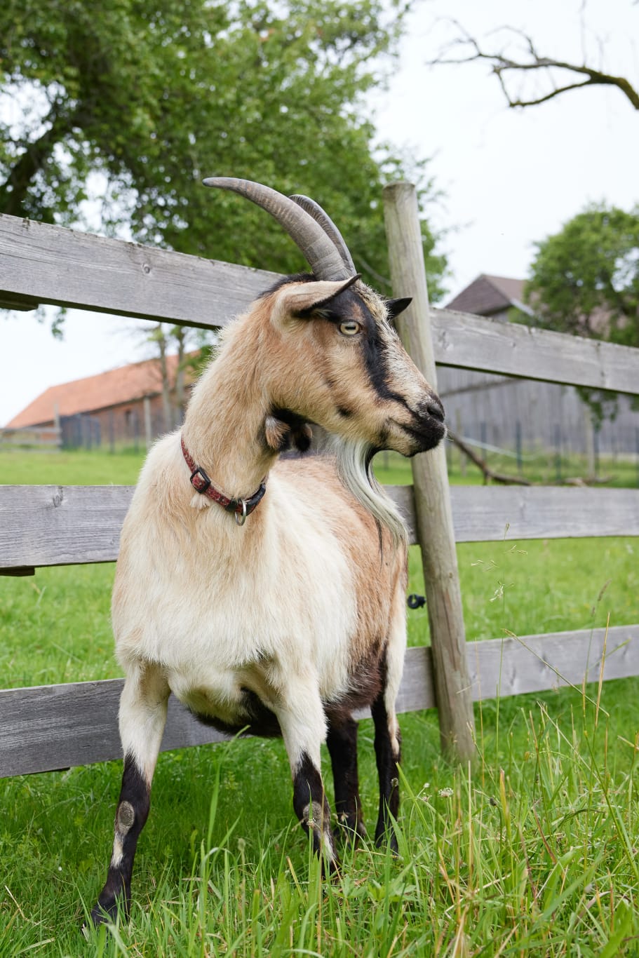 Derweil hält Alice Ausschau, wo der nächste Schabernack veranstaltet werden kann