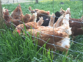 Ha! Ja, wenn die Futterschüsseln in Anmarsch sind, kommen wir von allen Himmelsrichtungen daher! 
