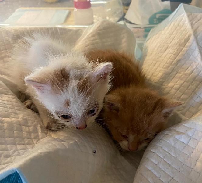 Max & Moritz, zwei weitere kleine Hascherl