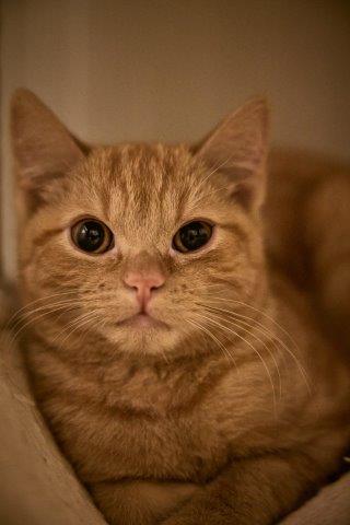 Nala -„Warte nicht zu lange – ich warte schon.“