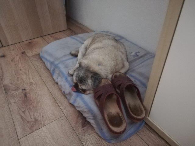 Und wenn Menschenmami arbeiten geht, werden ihre Schuhe zum Bettchen gelegt, damit er sich niemehr alleine fühlt!