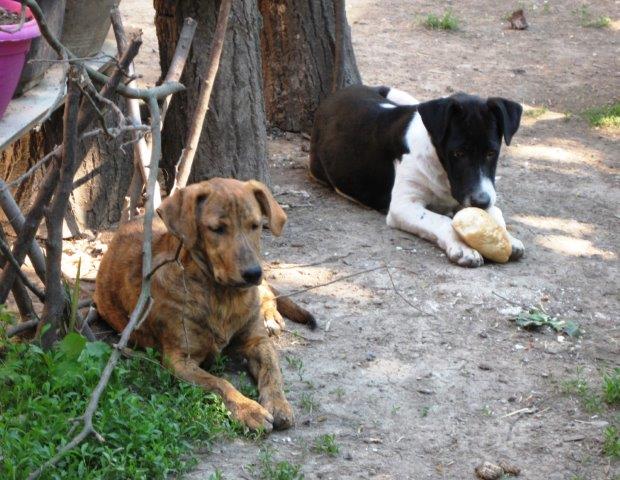 Hundekinder, nur wenige Wochen alt, sh. Bericht - das Tal der Hoffnungslosigkeit -