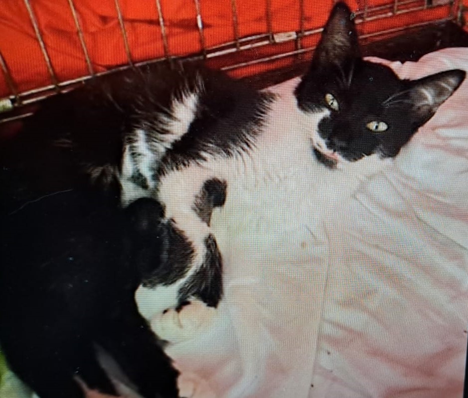 Sorgenkind SISSY - benötigt dringend ein ruhiges Plätzchen bei Herzensmenschen