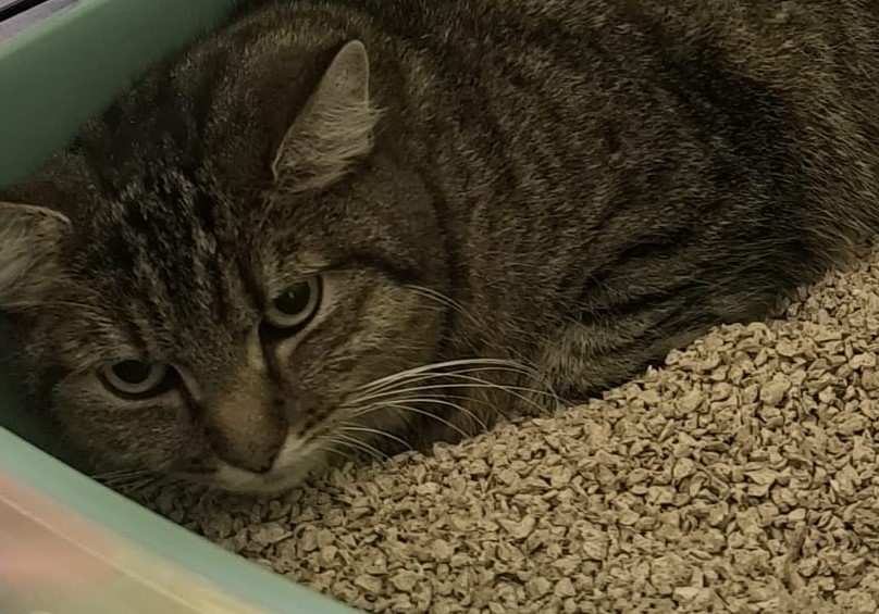 Tantchen Frieda 8 Jahre - ihre Welt liegt in Scherben. Sie sucht ein ruhiges, verständnisvolles Zuhause. 