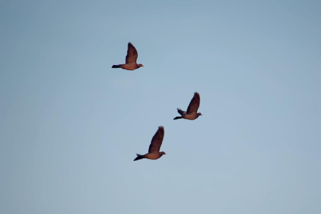 Ringeltauben im Morgenlicht