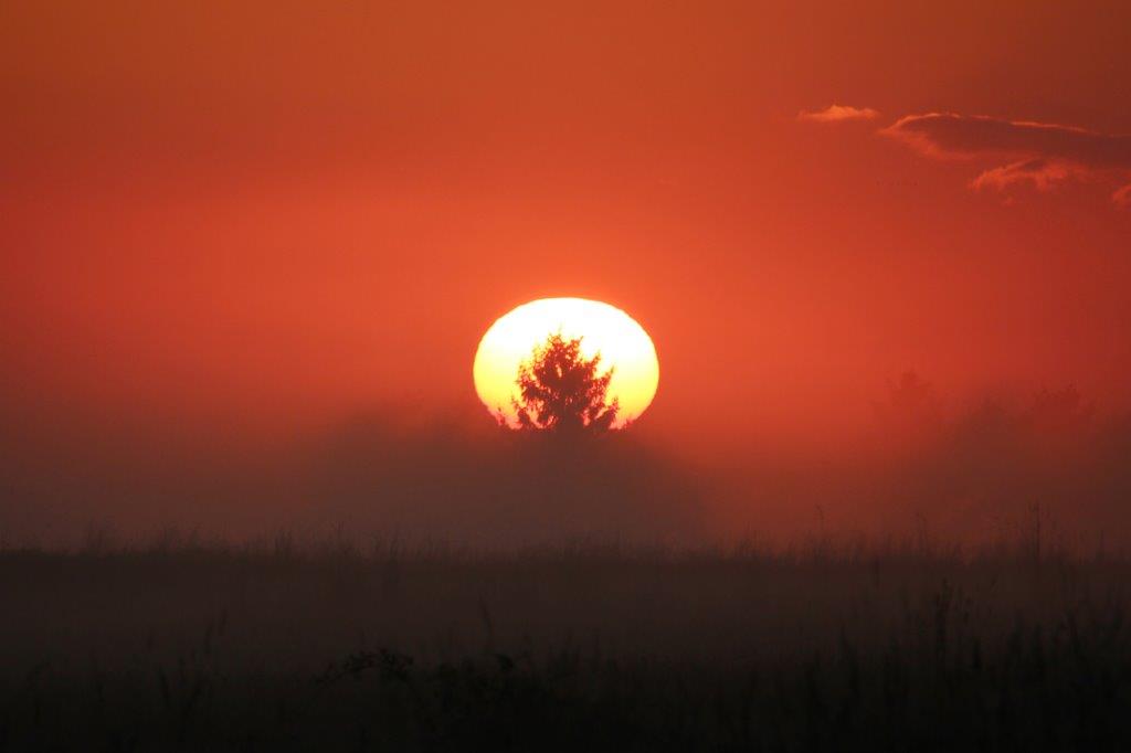 Im Waldviertel muss die Sonne ja hinter einem Baum aufgehen!