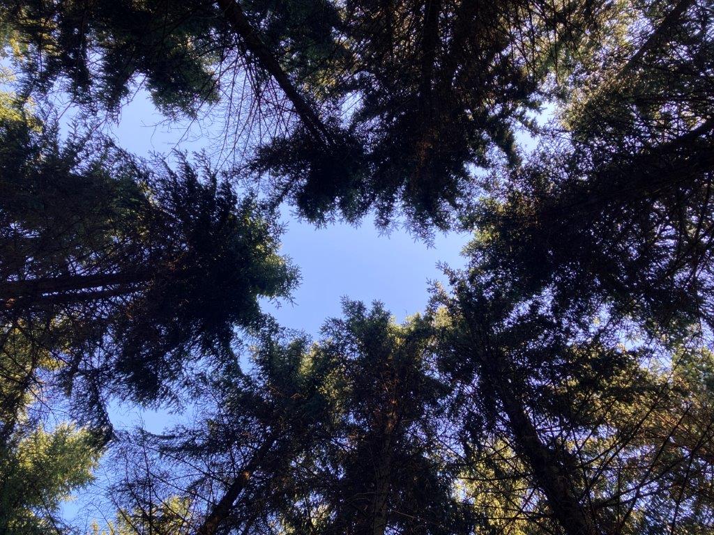 Diskussionsrunde großer Bäume Im Wald