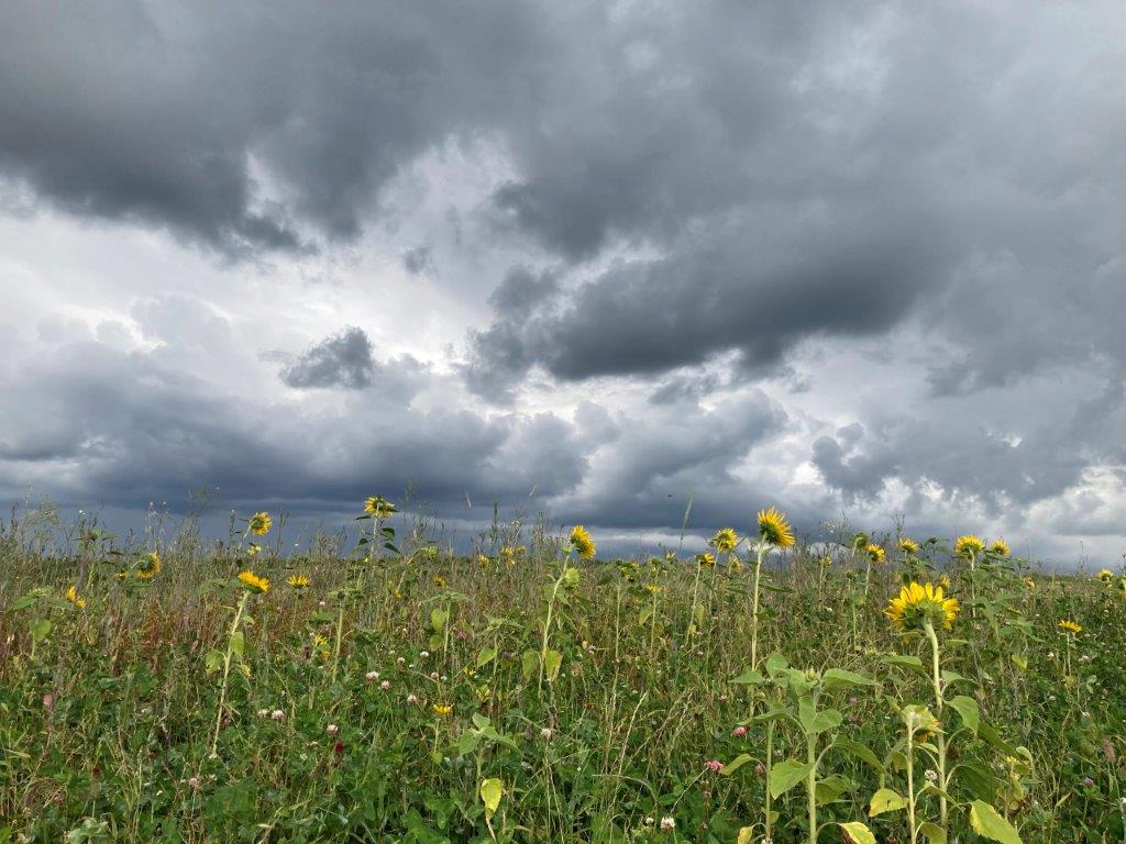 Sie lassen sich nicht unterkriegen, die Sonnenblumen!