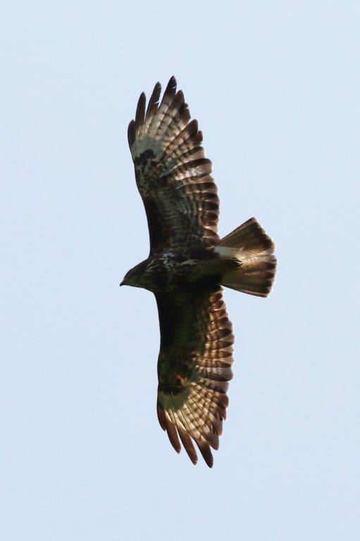 Mäusebussard