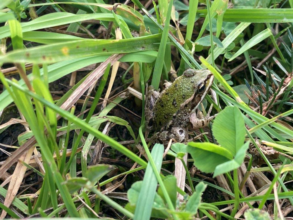 Teichfrosch