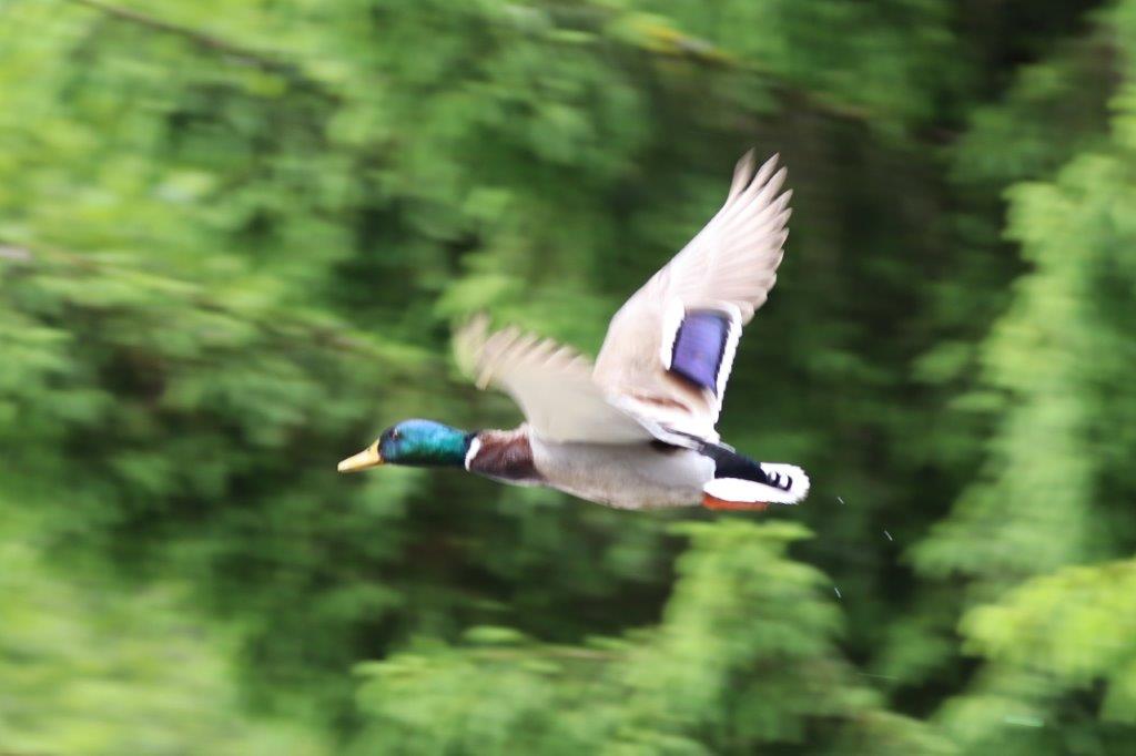 Stockente, male