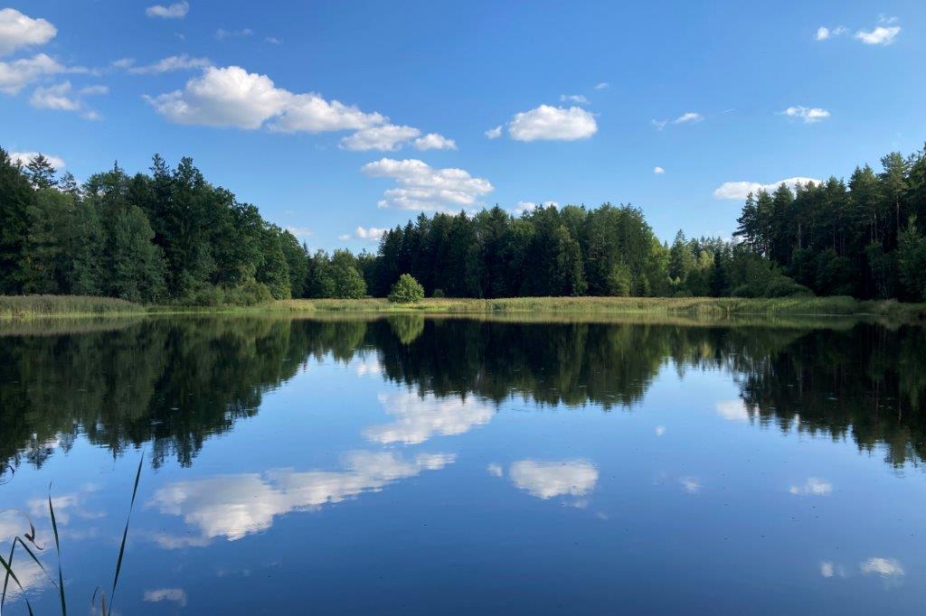 Malerisches Wasser im Holzteich