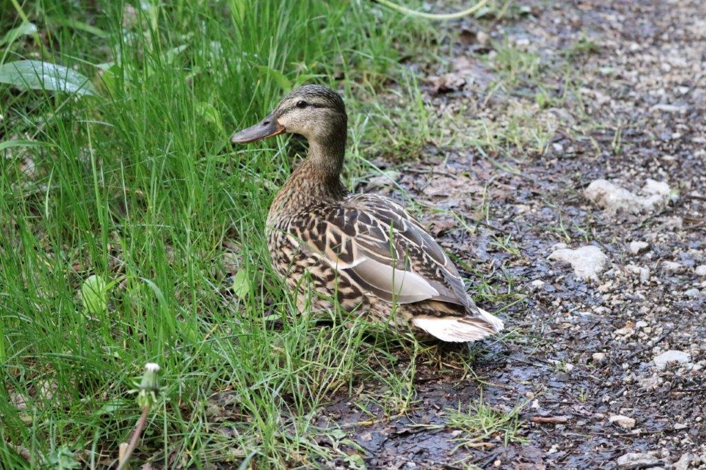 Stockente, female