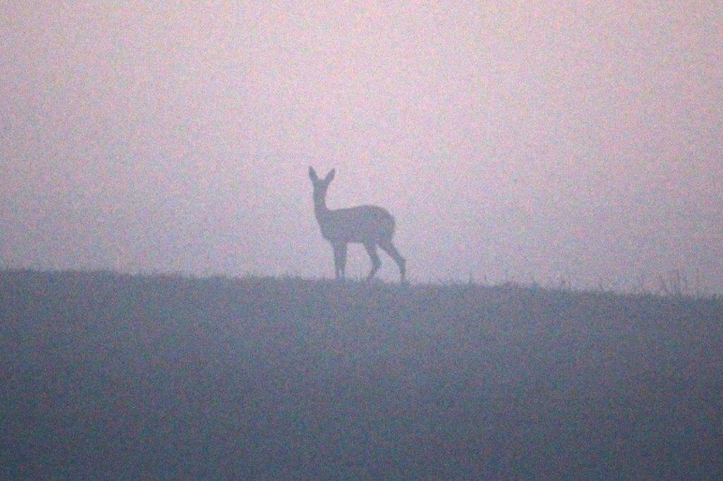 Zuerst entdeckt das Reh die Fotografin.