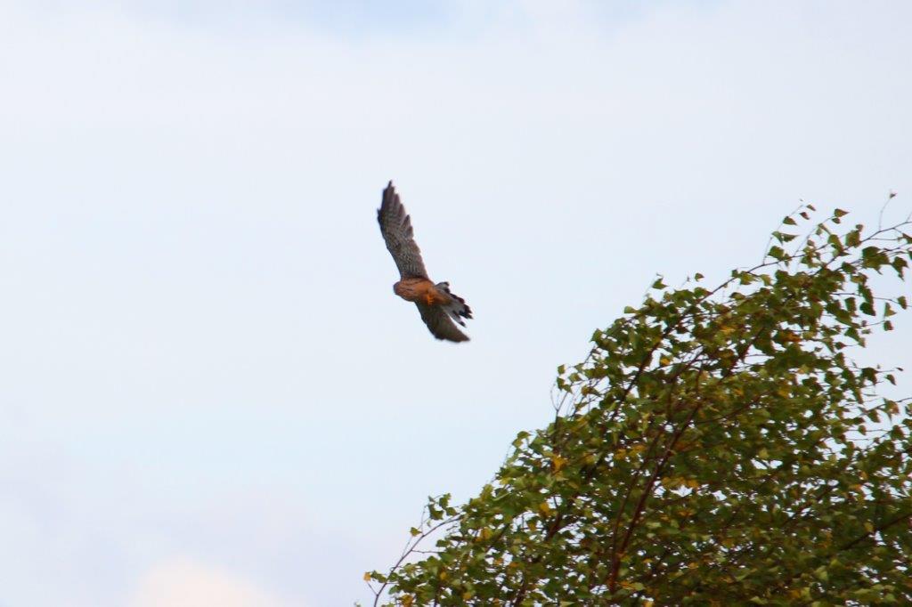 Dynamischer Abflug des Falken vom Beobachterposten.