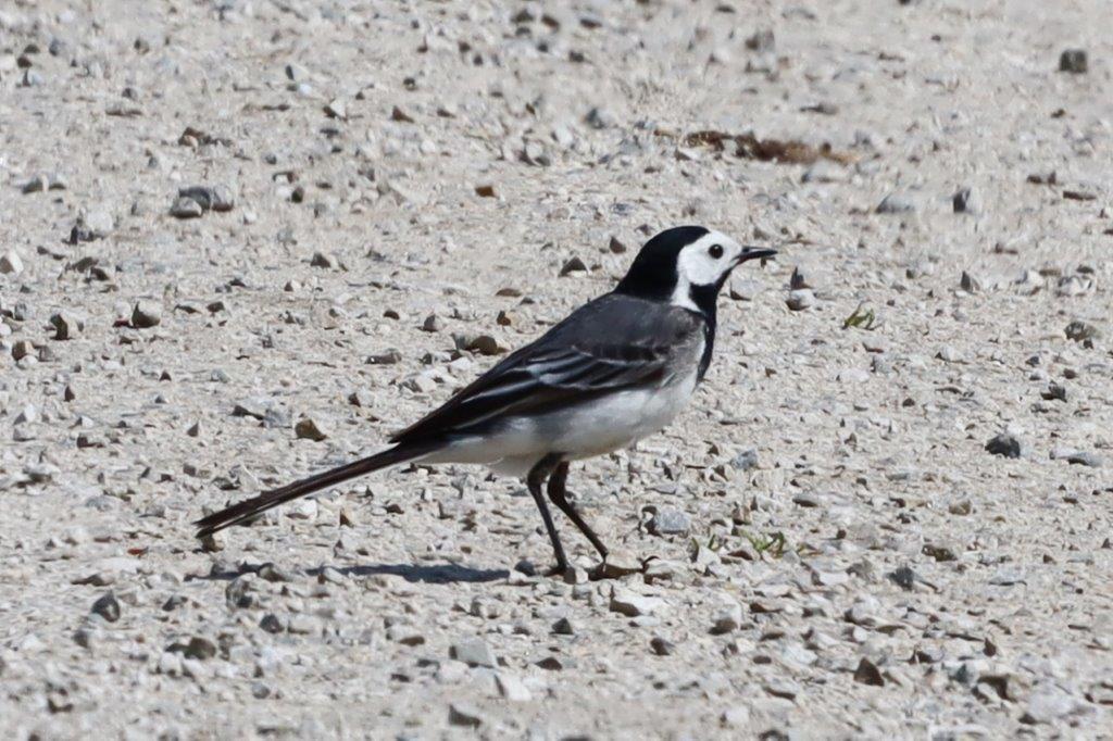 Bachstelze, male