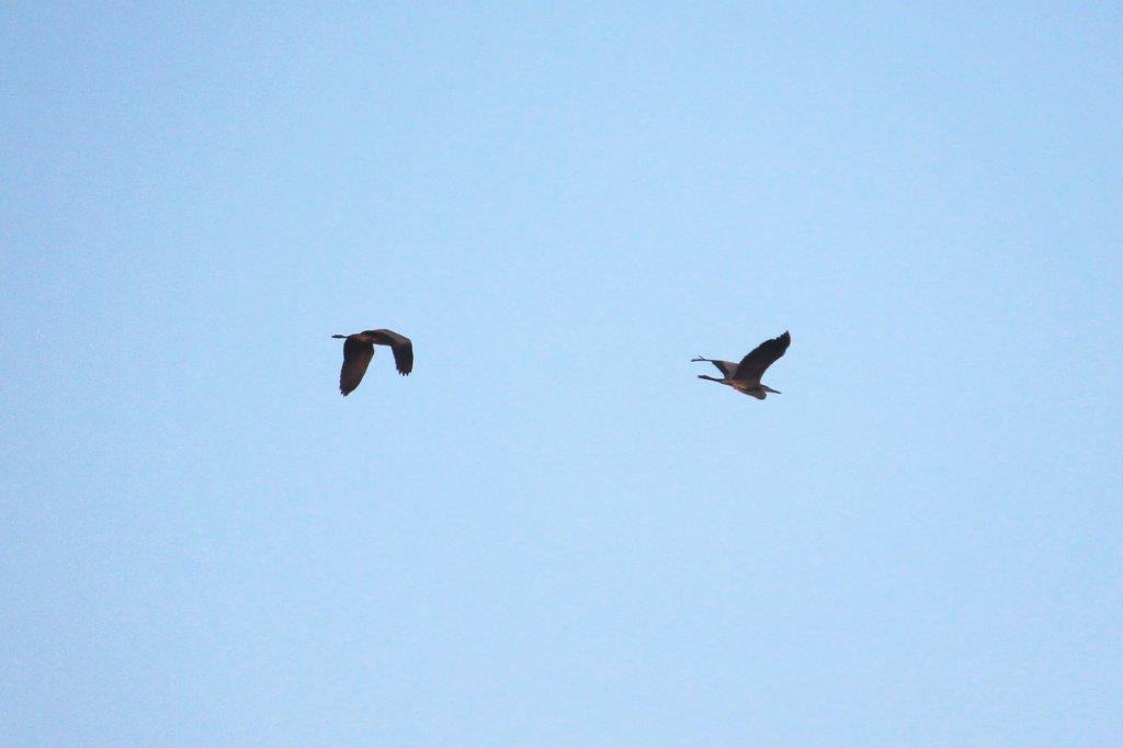 Das Graureiherpärchen fliegt zum Frühstück zum Teich.