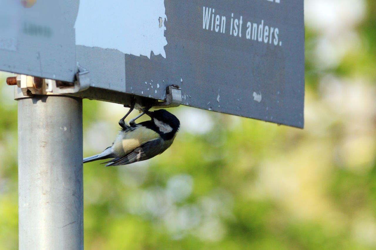 "Wien ist anders" (Kohlmeise)