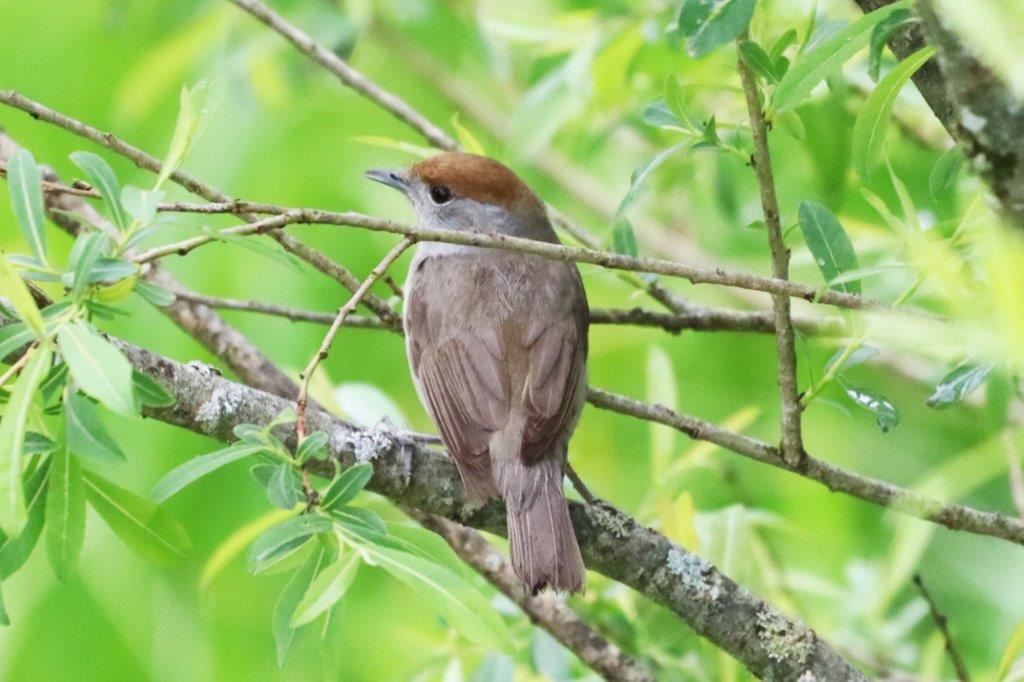 Mönchsgrasmücke, female