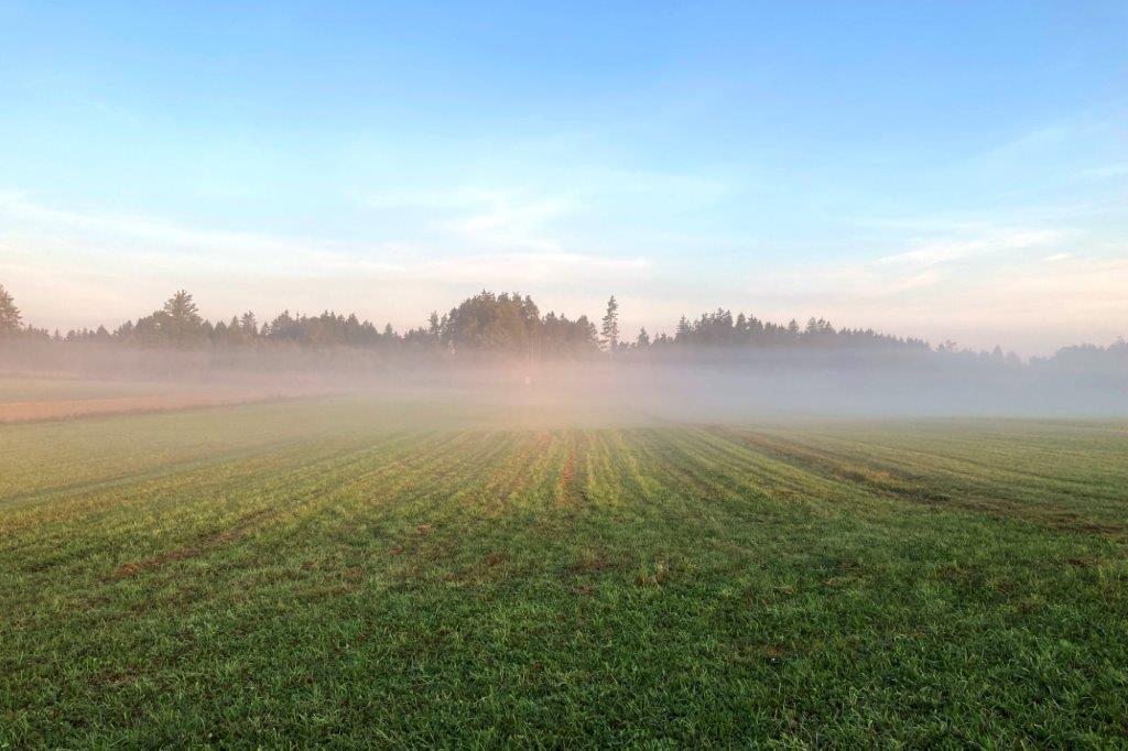 Eine kleine Nebeldecke zieht noch über das Feld.