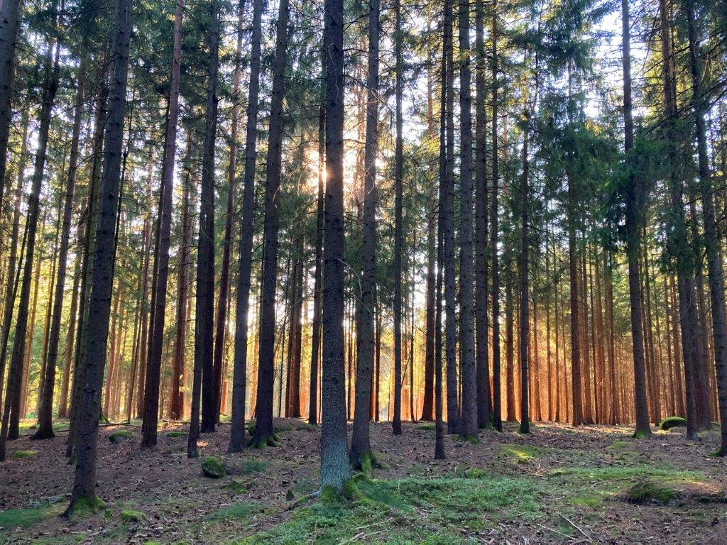 Viel Licht hinter dem Wald