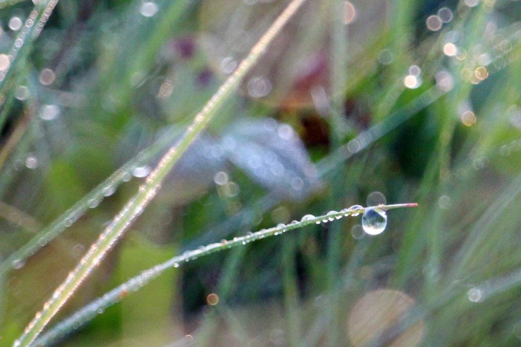 Die Welt in einem einzigen Wassertropfen!