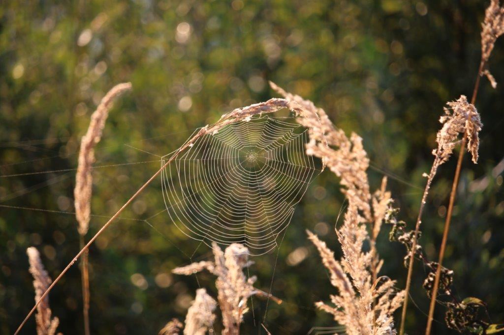 Spinnennetze in Tau gehüllt, wie Perlenketten im Gras.