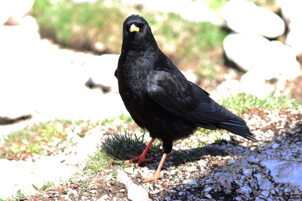Alpendohle