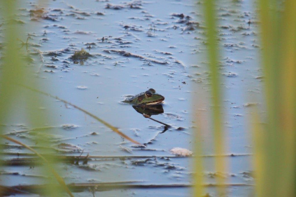 Ein Teichfrosch beobachtet die Fotografin, oder umgekehrt.