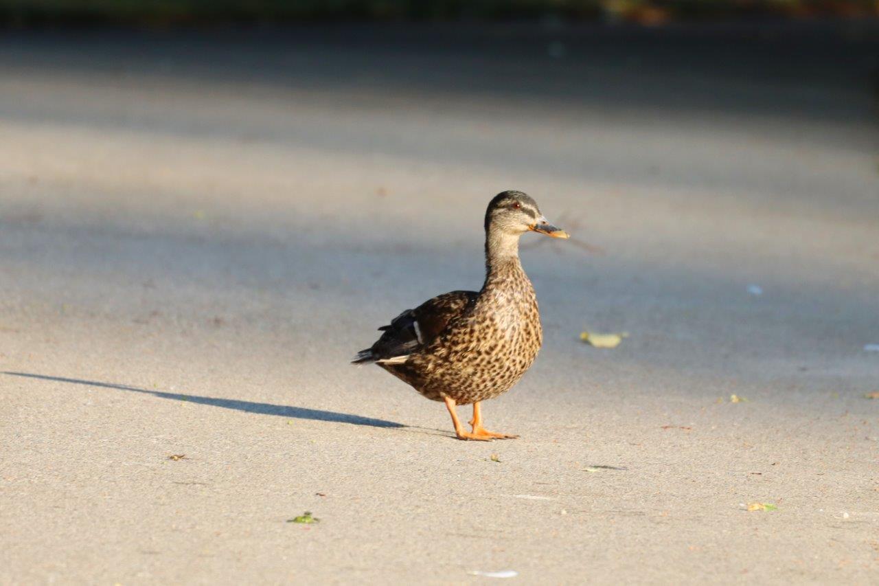 Stockente im Morgenlicht