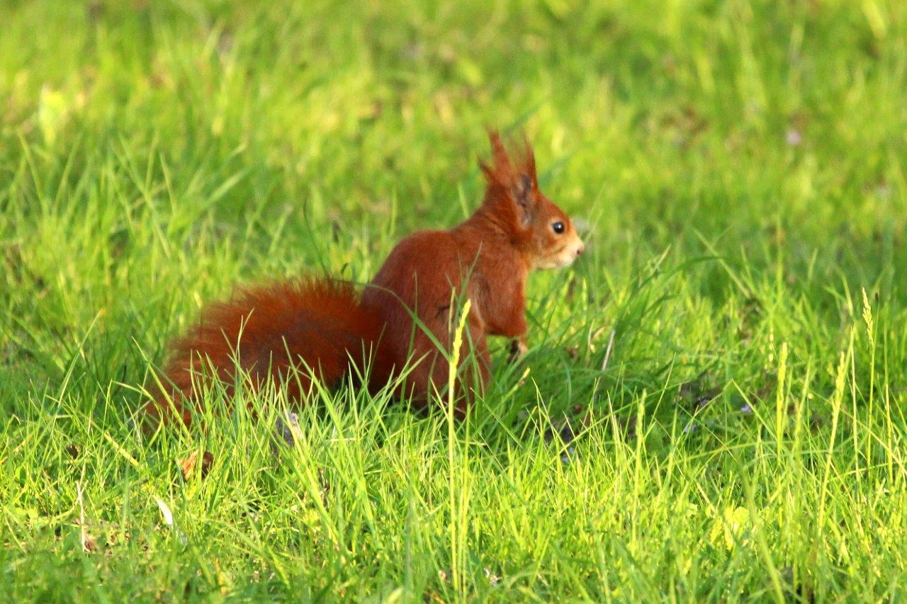 Eichhörnchen