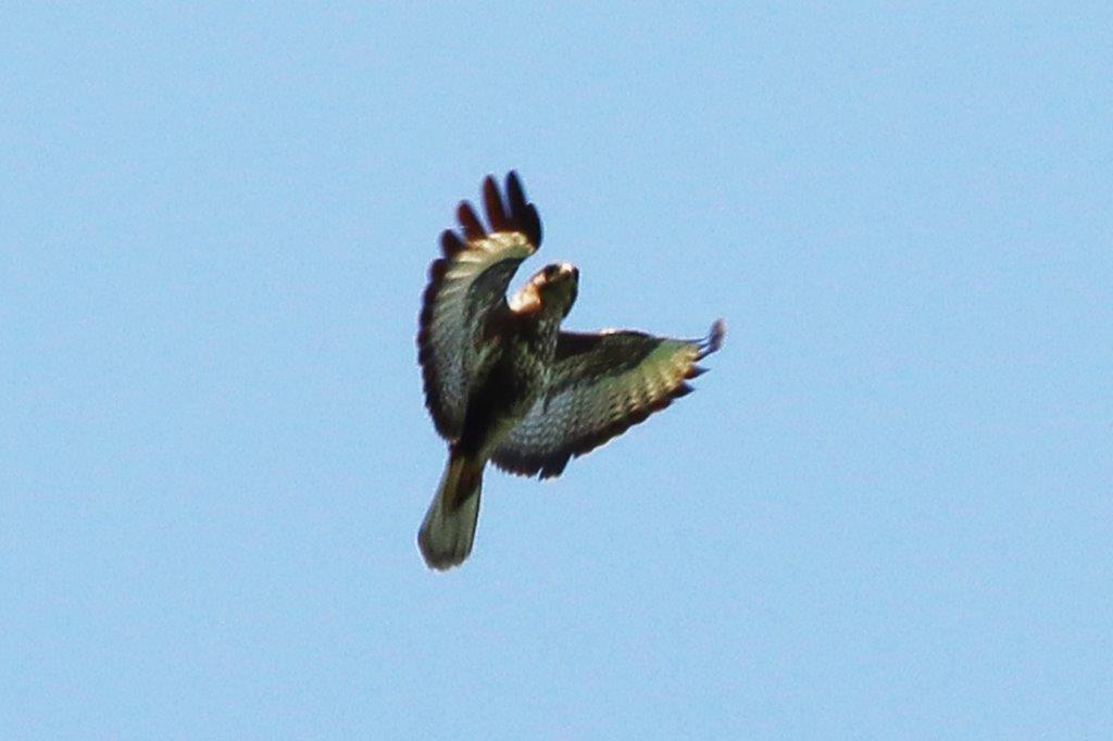 Mäusebussard