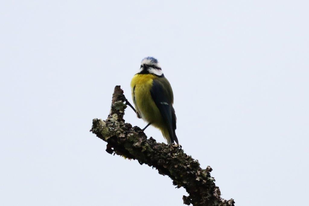 Blaumeise