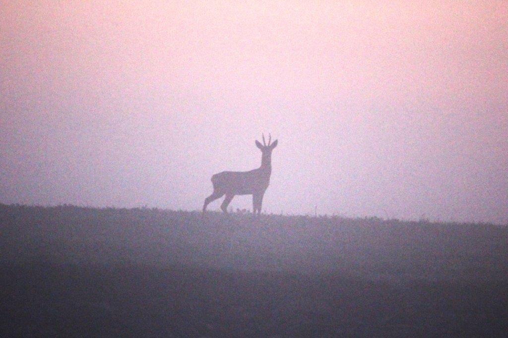 Dann sieht der Bock die Fotografin im Felde.