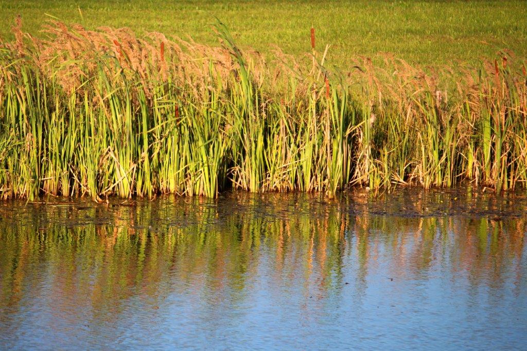 Das Ufer im Teich bei Ullrichs im Abendlicht