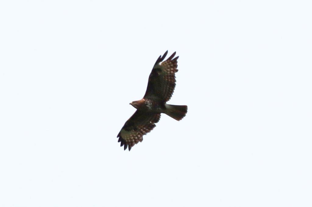Mäusebussard